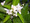 Orange Blossoms