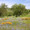 California Wildflowers