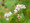 Buckwheat Flowers