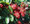 Brazilian Peppertree
