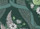 Lilacs,roses,ribbon, and lace on a rich green background