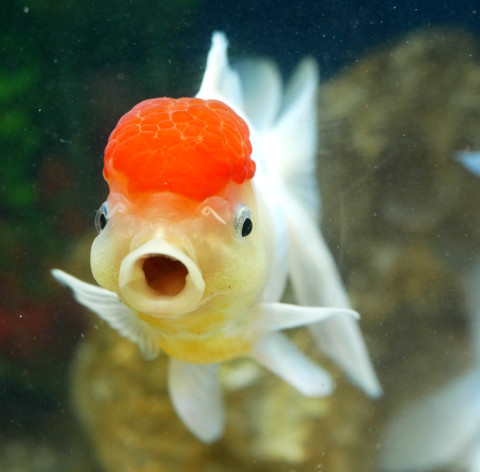 The History of Goldfish
