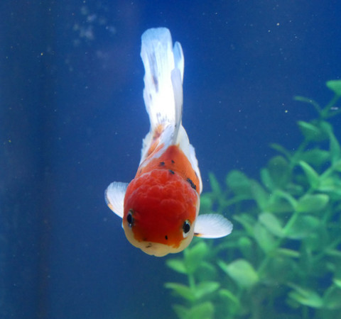 Keeping Oranda Goldfish