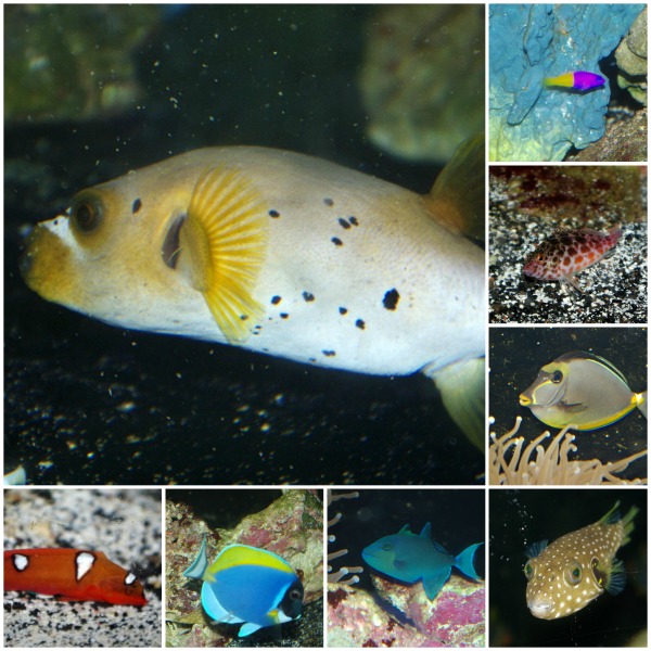 26-marine-collage-2015.jpg 26-marine-collage-2015.jpg