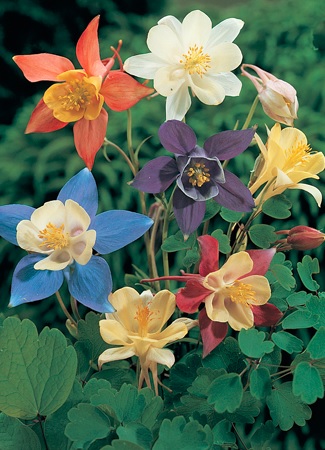 aquilegia-mckana-hybrids-.jpg