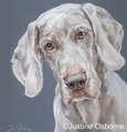 Focus Limited edition print of a Weimaraner by Justine Osborne