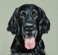 Flatcoated Retriever Limited edition print by Justine Osborne