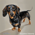 Dachshund Study A Limited edition print by Justine Osborne