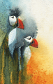 Atlantic Puffins by Jenny Oldknow