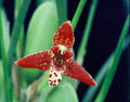 Max. tenuifolia (species)