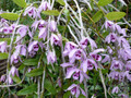 Den. superbum (species)