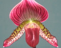 Paph. Magic Leopard x callosum