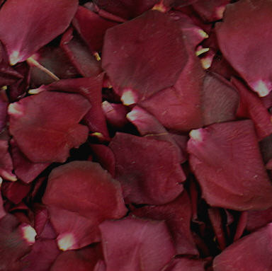 Crimson Bouquet Preserved Freeze Dried Rose Petals