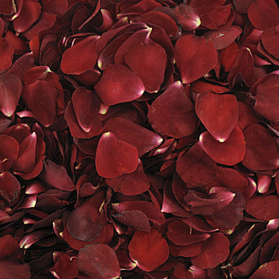 Deep Red / Showbiz Preserved Freeze Dried Rose Petals