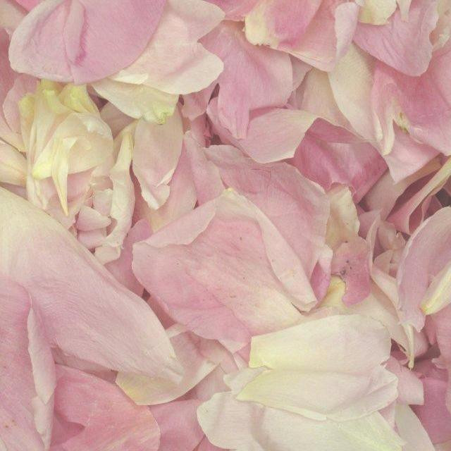 Beautiful Blush Preserved Freeze Dried Peony Petals