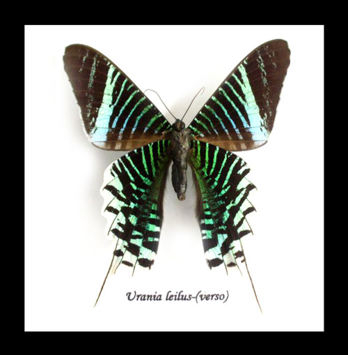 urania black singles Urania and butterfly, moth or dragonfly (urania riphaeus) having one unania sunset moth with one of our other electronic moving butterflies, dragonflies or moths is a wonderful start. urania black singles Urania and butterfly, moth or dragonfly (urania riphaeus) having one unania sunset moth with one of our other electronic moving butterflies, dragonflies or moths is a wonderful start.