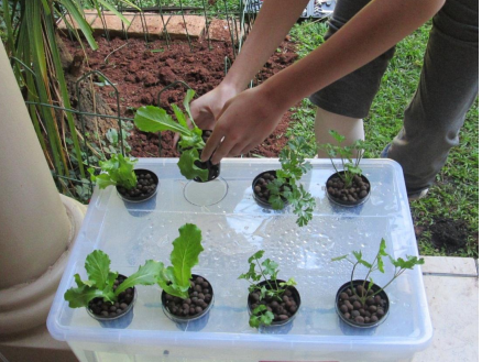 THIS HYDROPONIC SCHOOL PROJECT DESERVES AN A++ - MyAquaponics