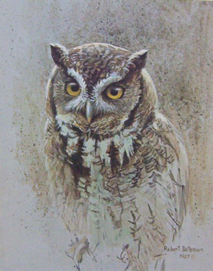 Screech Owl Study