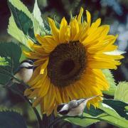 sunbathers-180x180.jpg sunbathers-180x180.jpg