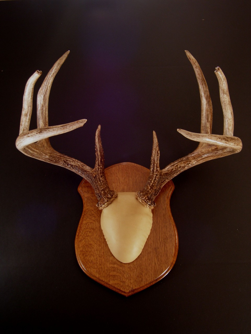 antlers-plaque-google-search-antler-wall-deer-decor-antiques