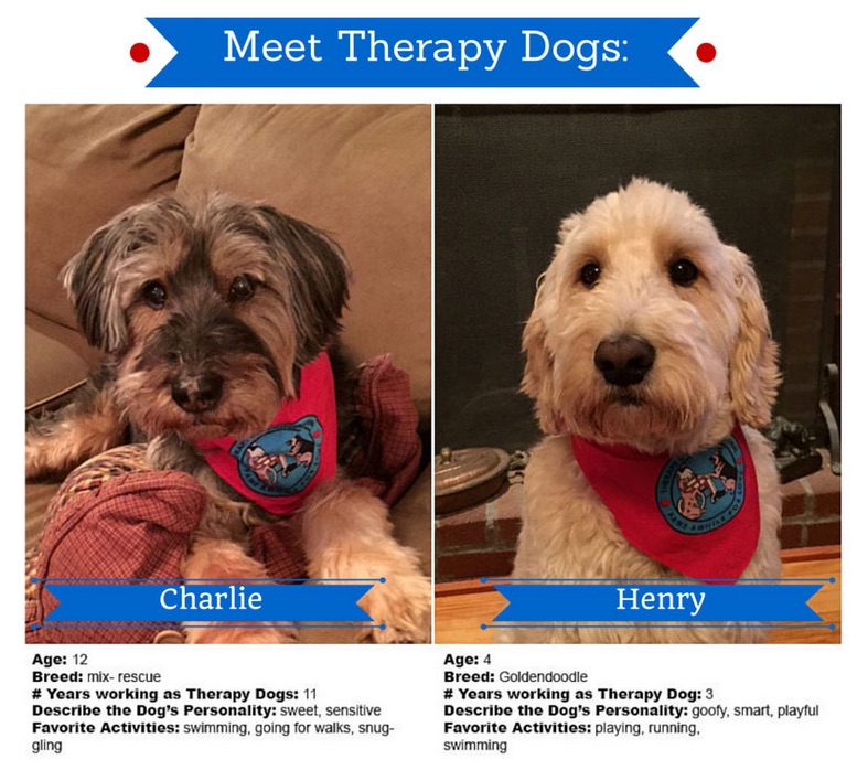 therapy dogs career dogs with the healing power of therapy dogs therapy dogs career dogs with the healing power of therapy dogs