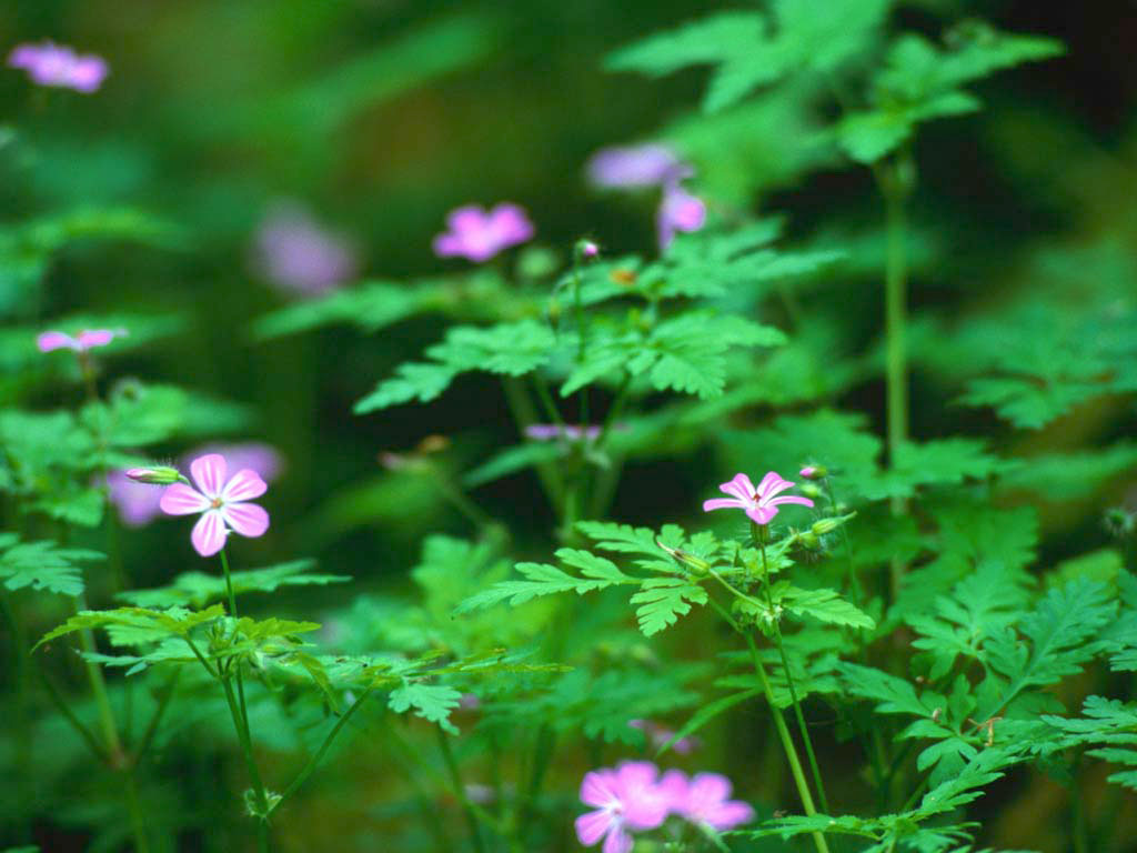 forest-flowers.jpg forest-flowers.jpg