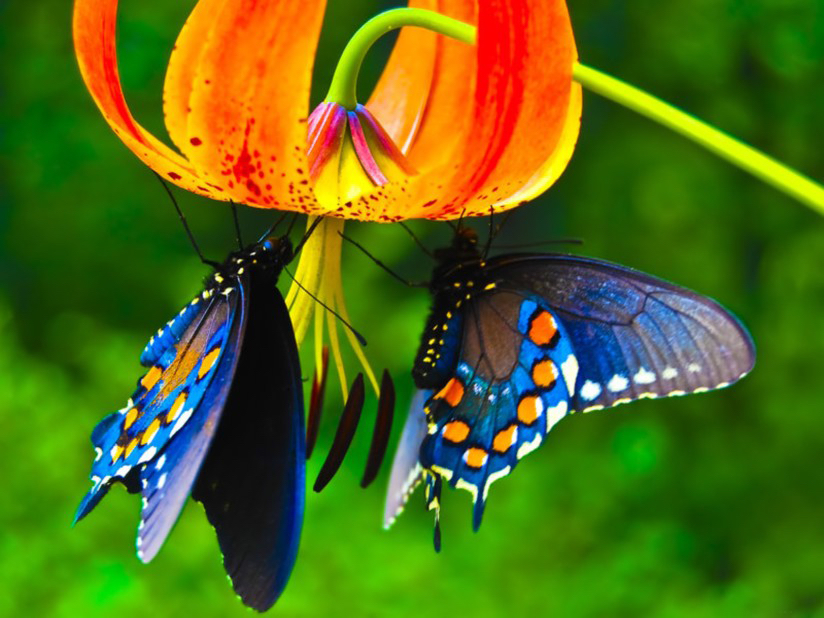 lily-and-butterfly.jpg lily-and-butterfly.jpg