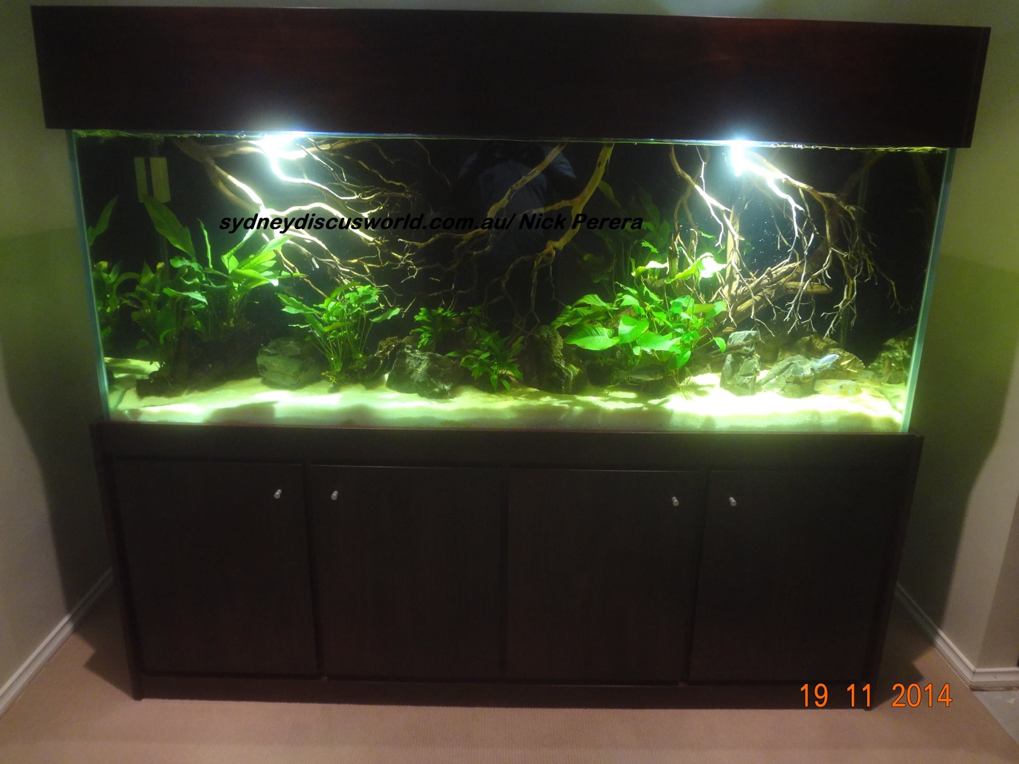 Aquarium Supplies AustraliaBuy Fish TankBuy Discus OnlineBuy