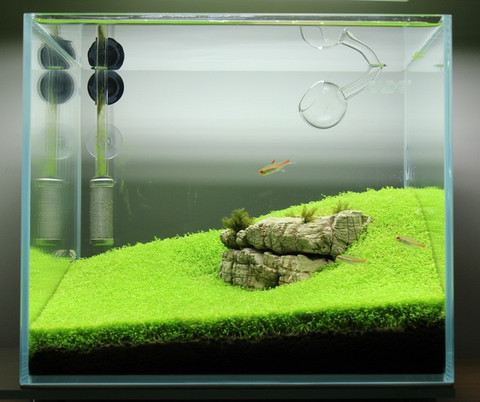 CADE Mini Tank, including Base & Lighting - Sydney Discus