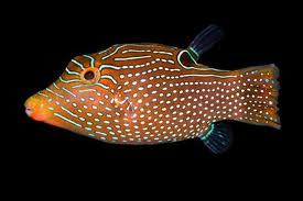 Blue dot puffer Apr 14, · The Blue Dot Puffer prefers a tank of at least 50 gallons with plenty of places to hide & swim. The Canthigaster epilamprus is a omnivore and likes to eat variety of chopped meats (fish, scallop, shrimp, squid, clam).