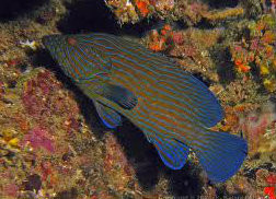 Blueline Grouper