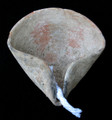 Late Bronze Age Holy Land Oil Lamp, Time of Exodus and Conquest 1500 - 1200 B.C.E. SOLD
