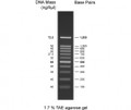 100 bp DNA Ladder