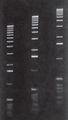 Agarose LE gel in 1X TAE buffer 
From Right to Left
Lane 1 -0.75 %
Lane 2 -1 %
Lane 3 -1.25 %

Marker: 1 Kb Ladder.