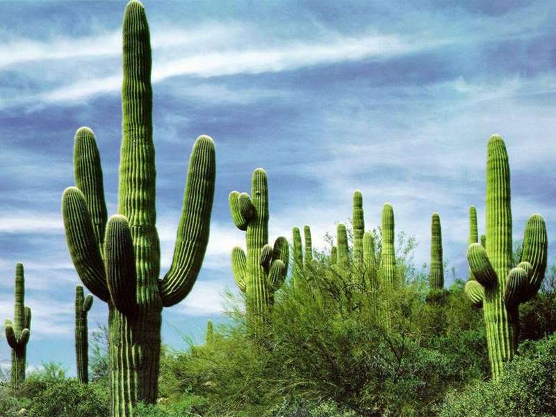 desert-cactus.jpg