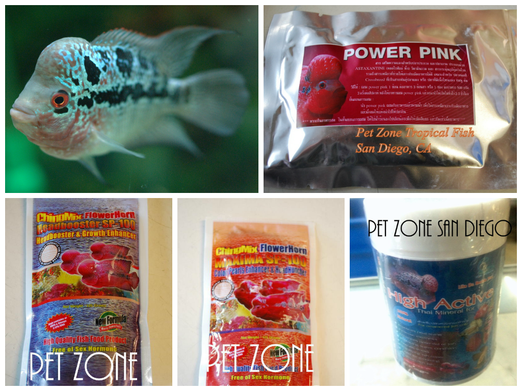 flowerhorn picture contest