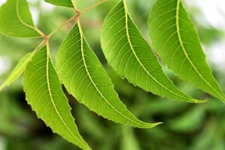 Image result for neem