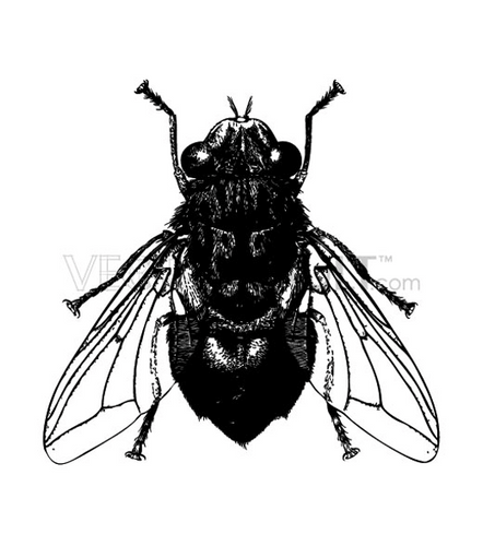 house fly clipart free - photo #18