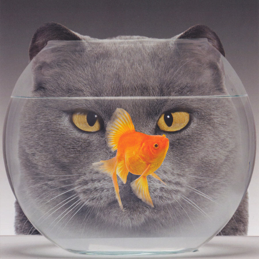 Greeting card featuring a cat and goldfish