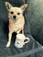 Chihuahua with a Chihuahua mug from shepherds-grove.com chihuahua-with-chihuahua-mug.jpg