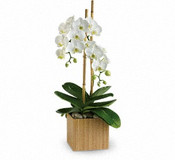 Opulent Orchids