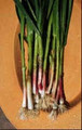 Certified Organic Spring Baby Garlic Planting  Cloves