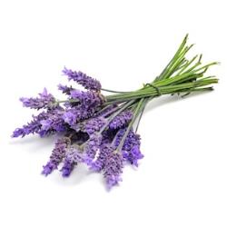 lavender-flowers.jpg