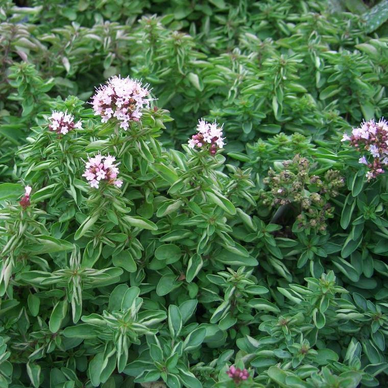 Origanum vulgare Oregano Compact Buy Herb Plants
