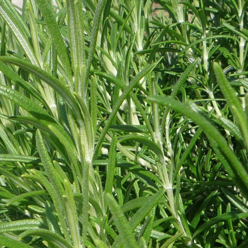 Rosemary Arp (1L Pot)