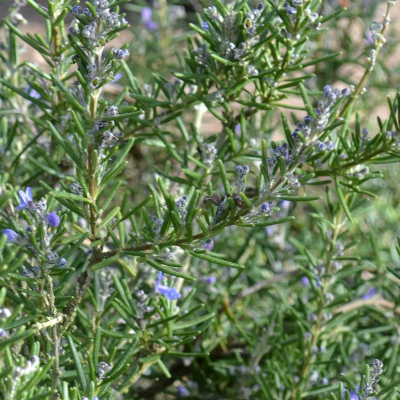 rosemary benenden blue 1l pot rosemary benenden blue 1l pot