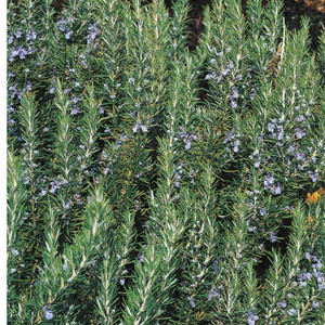 rosmarinus officinalis tuscan blue rosemary buy herb plants rosmarinus officinalis tuscan blue rosemary buy herb plants