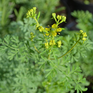 ruta graveolens rue buy herb plants ruta graveolens rue buy herb plants