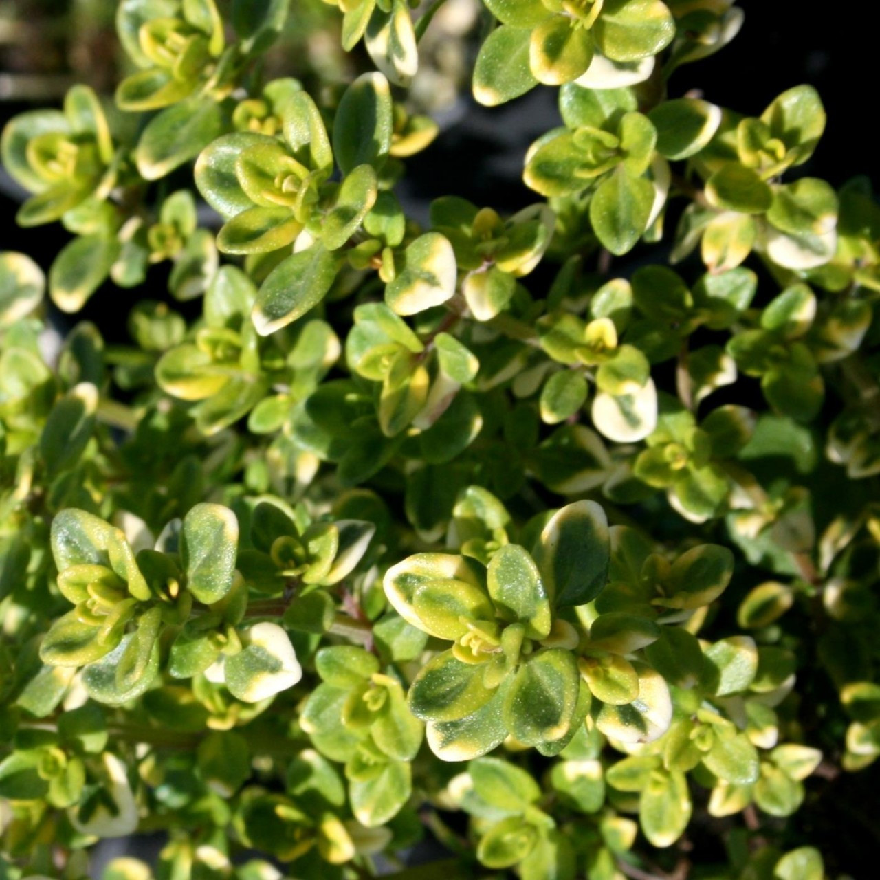 Thyme Doone Valley (9cm Pot)