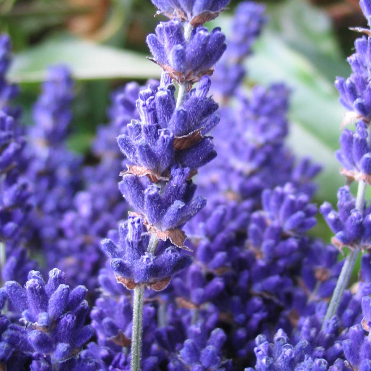 Lavandula angustifolia 'Cedar Blue' Lavender Buy Herb Plants
